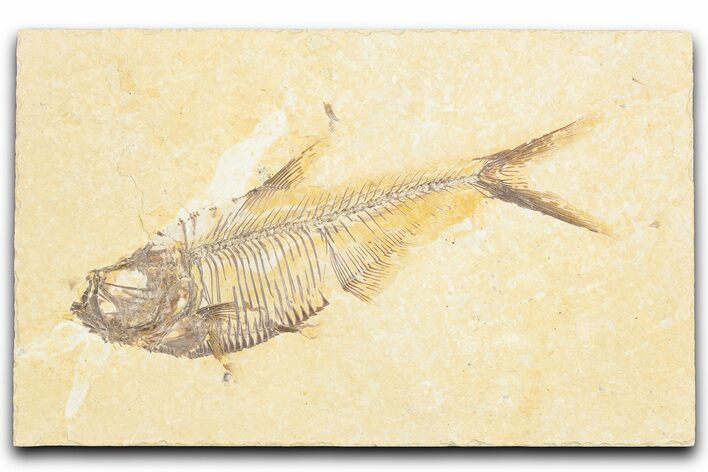 Detailed Fossil Fish (Diplomystus) - Wyoming #357617